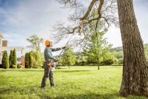 Tree Trimming Techniques