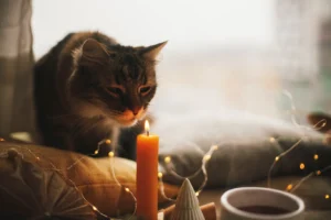 Benefits of pet-friendly candles