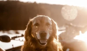 Pet cremation alternatives guide