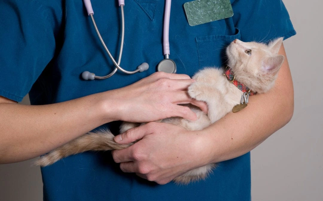 How Veterinary Technicians for Home Care Help Pets Heal After Roadside Trauma