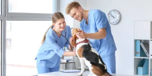 Veterinary technicians for home care
